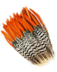 Pheasant Lady Amherst Red Top Tails Selected 2 pc