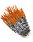 Pheasant Lady Amherst Red Top Tails Selected 2 pc