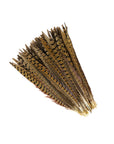 Pheasant Ringneck Tails Selected 2 pc