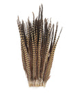 Pheasant Ringneck Tails Selected 2 pc