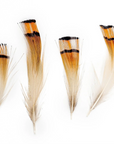 Pheasant Golden Plumage 0.04oz