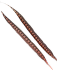 Pheasant Lady Amherst Tails Selected 20-30in 1pc