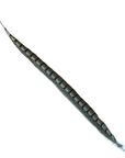 Pheasant Lady Amherst Tails Selected 20-30in 1pc