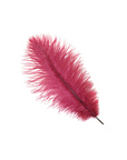 Ostrich Drab Feather Large 1 pc