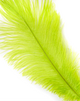 Ostrich Drab Feather Large 1 pc