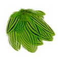 Pheasant Silver Plumage 12pc