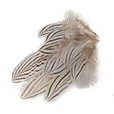 Pheasant Silver Plumage 12pc
