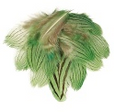 Pheasant Silver Plumage 12pc