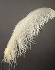 Ostrich Feather X-Large Herl 1 pc