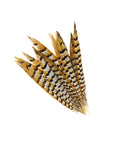 Pheasant Venery Tail Selected 1 pc