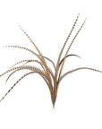 Pheasant Venery Tail Selected 1 pc