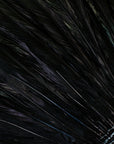 Rooster Coque Tails Natural Black Iridescent Strung 6 inch strip