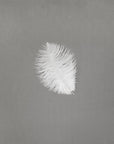 Ostrich Drab Feather Small 1 pc