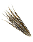 Lady Amherst Pheasant Tails Selected 2 pc