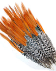 Lady Amherst Red Top Pheasant Tails Selected 2 pc