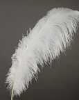 Ostrich Feather X-Large Herl 1 pc