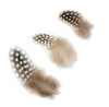 Guinea Plumage Loose 1/8 oz