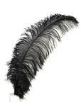 Ostrich Feather X-Large Herl 1 pc