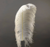 Ostrich Feather X-Large Herl 1 pc