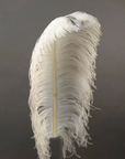 Ostrich Feather X-Large Herl 1 pc