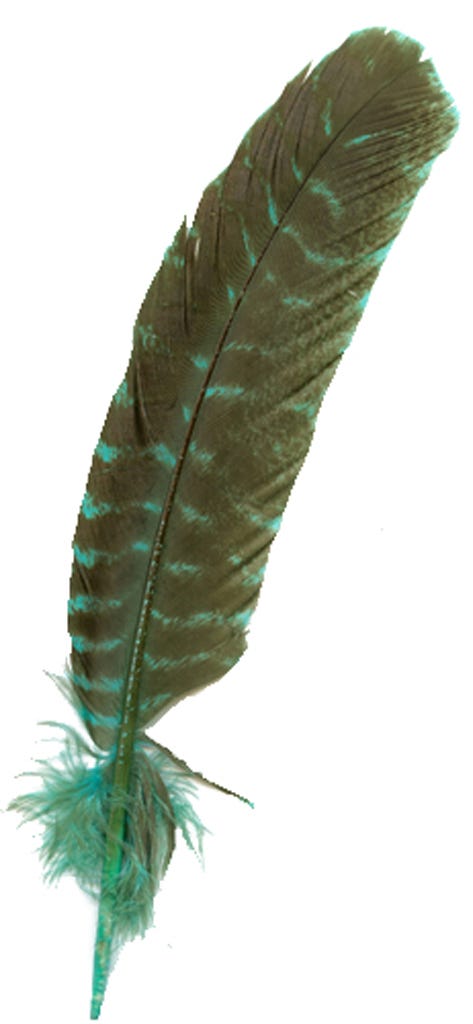 Turkey Quills Barred Selected Wing 1pc