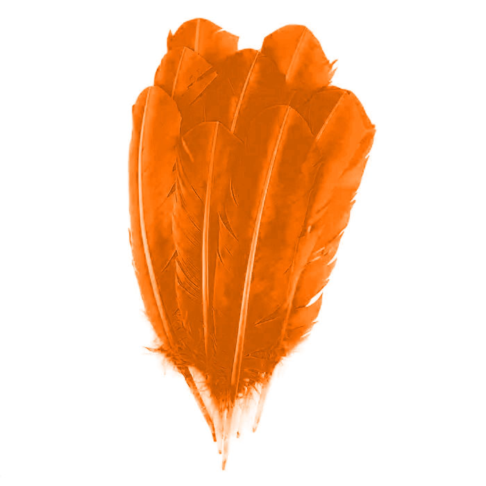 Turkey Quill with Cut Top Selected Wing 1pc