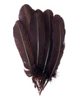 Turkey Quill with Cut Top Selected Wing 1pc