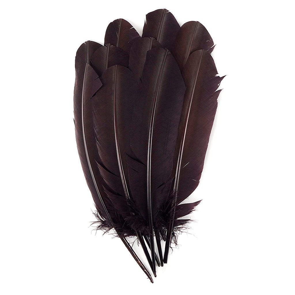 Turkey Quill with Cut Top Selected Wing 1pc