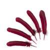Turkey Quill with Cut Top Selected Pairs 2pc