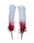 Turkey Quills Dipped Ombre 2 pc