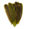Turkey Quills Barred Selected Pairs 2pc