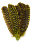 Barred Turkey Quills Selected Wing 1pc