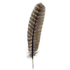 Barred Turkey Quills Selected Wing 1pc