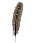 Barred Turkey Quills Selected Wing 1pc