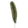 Barred Turkey Quills Selected Wing 1pc