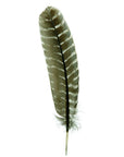 Barred Turkey Quills Selected Wing 1pc