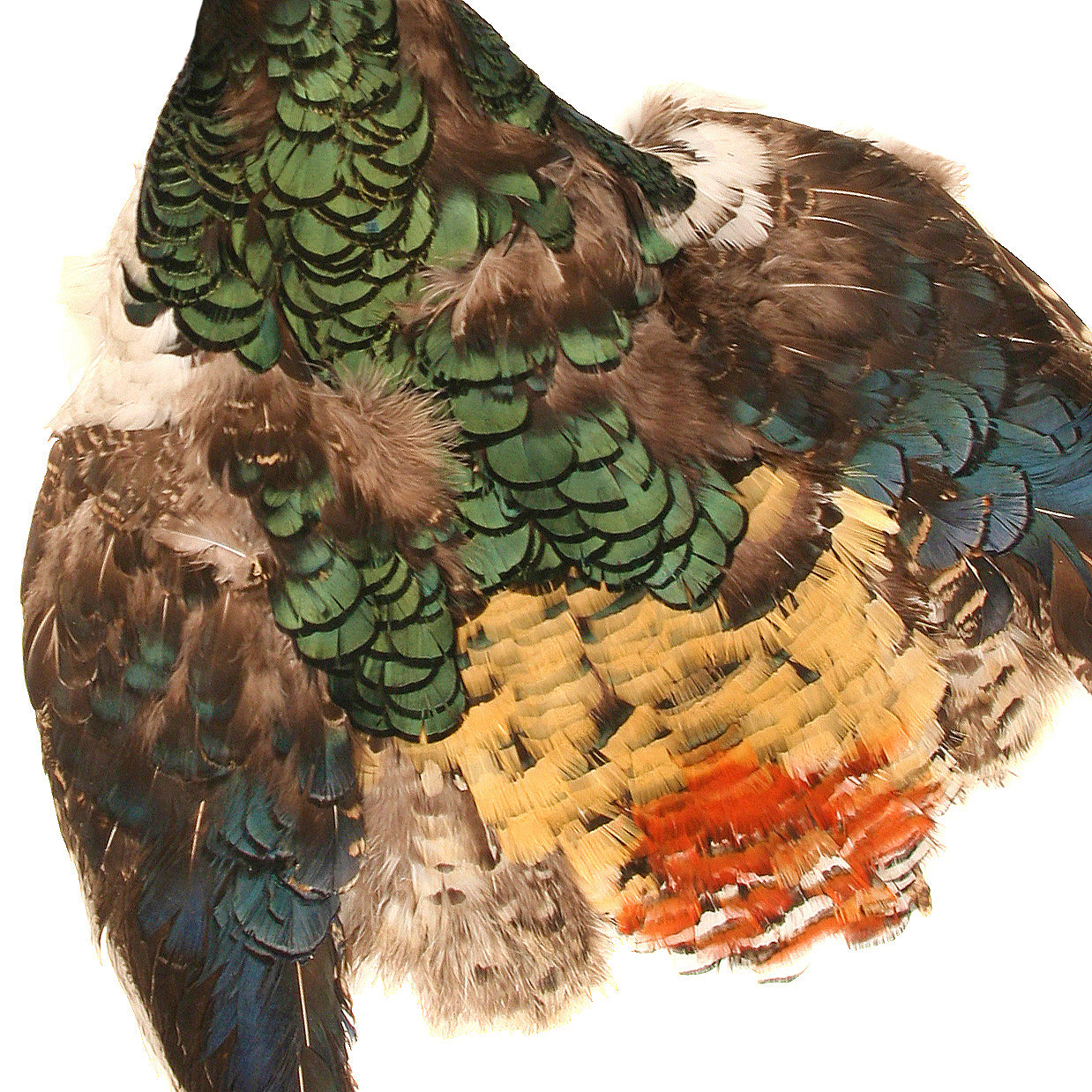 Pheasant Lady Amherst Pelt (No Neck) – MarabouBrothers