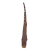 Ringneck Pheasant Complete Tail Feather