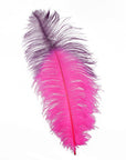 Tipped Ostrich Feather 1 pc