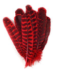 Barred Turkey Quills Selected Wing 1pc