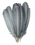 Turkey Quill with Cut Top Selected Wing 1pc