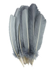 Turkey Quill with Cut Top Selected Wing 1pc